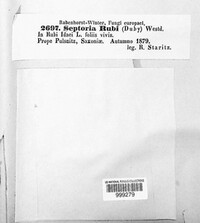 Mycosphaerella rubi image